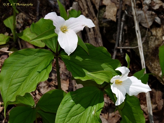 {Trillium grandiflorum}